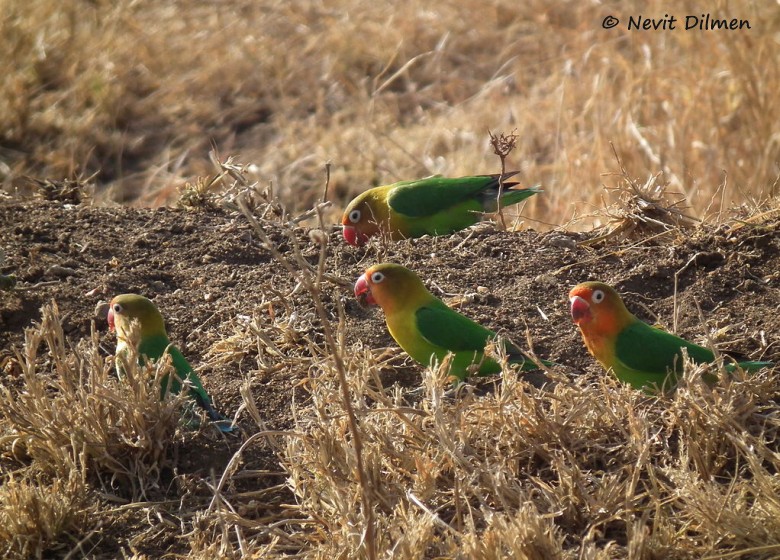 1024px-Lovebirds_in_Tanzania_3494_Nevit.jpg