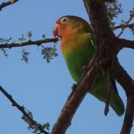 1280px-Lovebirds_in_Tanzania_3495_Nevit_.jpg