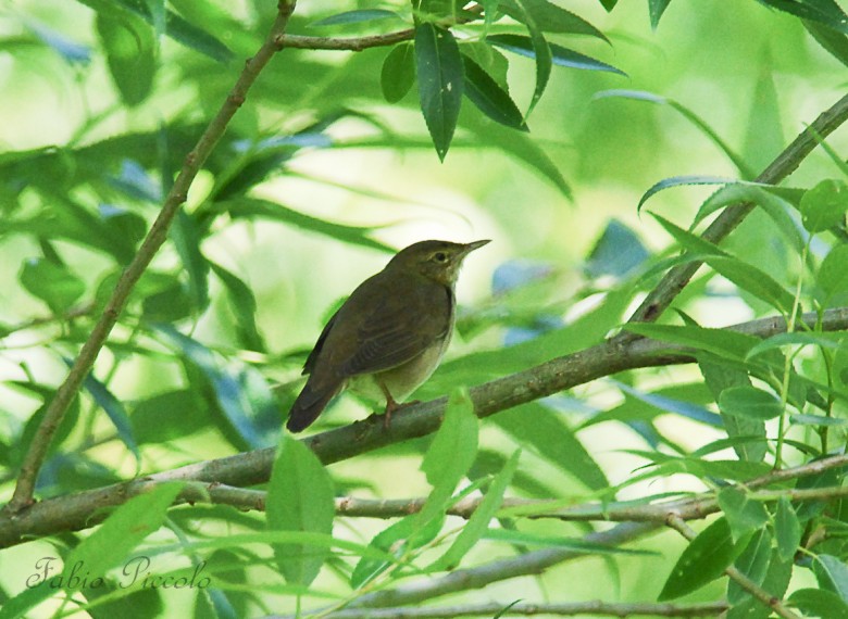 Locustella fluviale_03.06.2009_.jpg