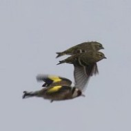 Cardellino_Lucherino_1684_.jpg
