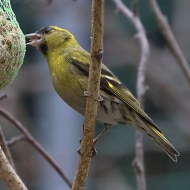 Cardellino_Lucherino_4568_.jpg