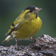 Lucherino_4238_.jpg