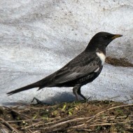 merlodalcollare_apr2015_.jpg