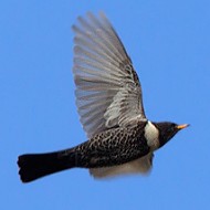 merlodalcollare_volo_apr2011_.jpg