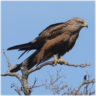 Nibbio_bruno_Camargue_Francia_21_6_2016_3650sf_.jpg