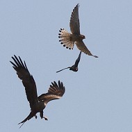 Nibbio_bruno_Falco_cuculo_Gheppio_Bonifica_Loncon_8_6_2013_5908sf_.jpg