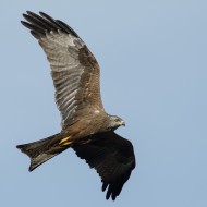 Nibbio_bruno_juv_10_05_2012_2_.jpg