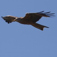 Nibbio_bruno_volo_Camargue_Francia_21_6_2016_3432sf_.jpg