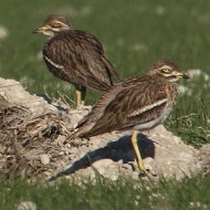 Occhione_Lovadina_19_12_2015_0422sf_.jpg
