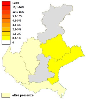 occhione_veneto.jpg