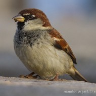 passeraditalia_M_nov2012_.jpg