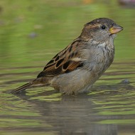 Passera oltremontana 16.07.2009_.jpg