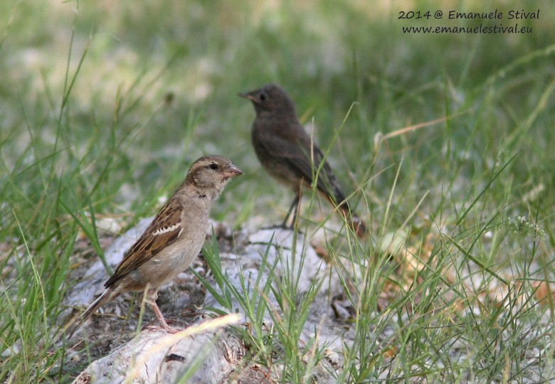 Passera_europea_Codirosso_spazzacamino_Podersdorf_12_6_2014_6662_.jpg