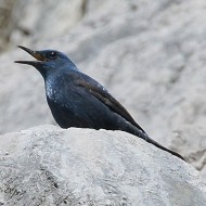 Passero_solitario_Sistiana_28_3_2015_8703sf_.jpg