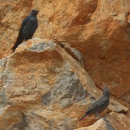 Passero_solitario_Sistiana_31_7_2009_8101sf_.jpg