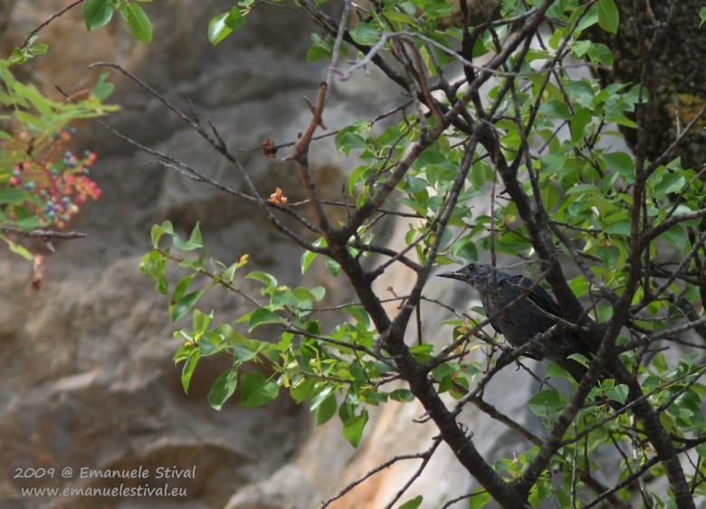 Passero_solitario_Sistiana_31_7_2009_8130_.jpg
