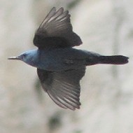Passero_solitario_volo_Sistiana_14_4_2014_2555sf_.JPG