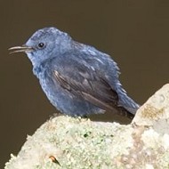 passerosolitario_M_feb2008_.jpg