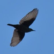 passerosolitario_volo_mag2016_.jpg