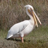 Pellicano_comune_1536_.jpg