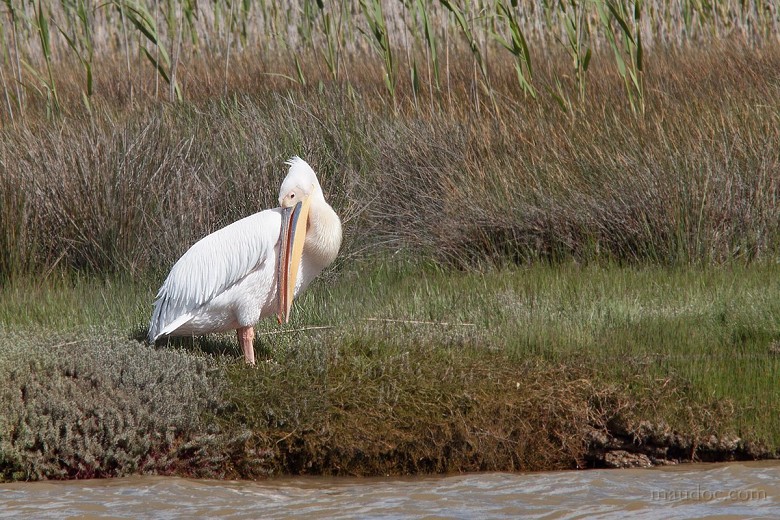 Pellicano_comune_1539_.jpg