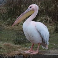 Pellicano_comune_Olanda_10_2_2015_8896sf_.jpg