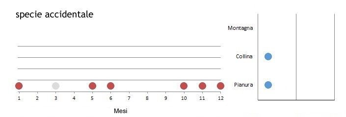 pellic_grafici.jpg