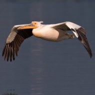 pellicano_comune_5759_.jpg
