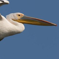 pellicano_comune_5888_.jpg
