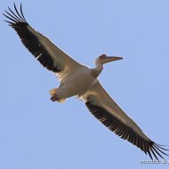 pellicano_comune_6140_.jpg