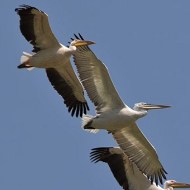 pellicano_comune_e_riccio_.jpg