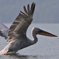 pellicano_riccio_ms_5590_.jpg