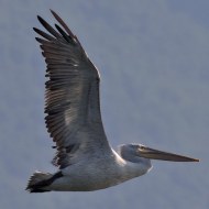 pellicano_riccio_ms_5618_.jpg