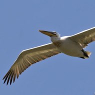 pellicano_riccio_ms_6234_.jpg