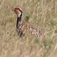 Pernice_rossa_Coussouls_de_Crau_19_6_2016_5756sf_.jpg
