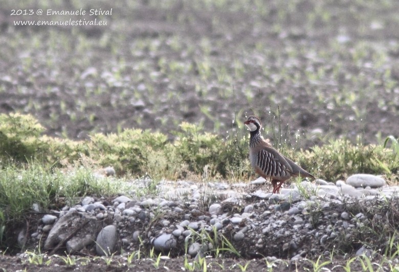 Pernice_rossa_Salettuol_4_5_2013_7835_.jpg