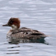 Pesciaiola_2751_.jpg