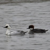 Pesciaiola_Olanda_09_02_2015_7223sf_.jpg
