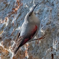 Picchio muraiolo 03_.jpg
