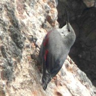 Picchio_muraiolo_Grezzana_12_2_2011_2969sf_.jpg