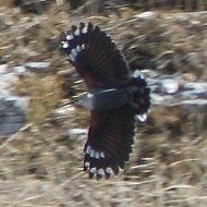 Picchio_muraiolo_volo_Malga_Lessinia_28_11_2015_4346sf_.jpg