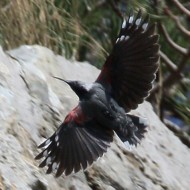 Picchio_muraiolo_volo_Sistiana_28_3_2015_8508sf_.jpg
