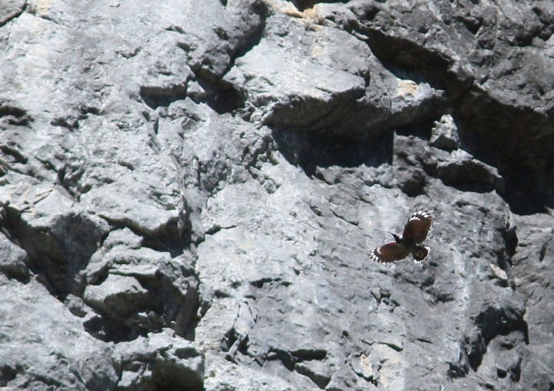 Picchio_muraiolo_volo_Verdon_Francia_23_6_2016_7845_.jpg