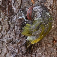 Picchio_verde_Favaro_15_8_2012_0760SF_.jpg