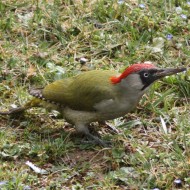 Picchio_verde_Favaro_17_3_2011_3297sf_.jpg