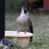 Picchio_verde_Favaro_2011_06_02_3693sf_.jpg