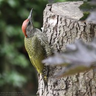 Picchio_verde_Favaro_3_7_2012_3389SF_.jpg