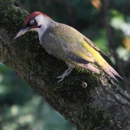 Picchio_verde_Favaro_8_6_2014_8507sf_.jpg