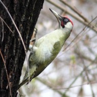 Picchio_verde_Marghera_29_3_2013_9994sf_.jpg