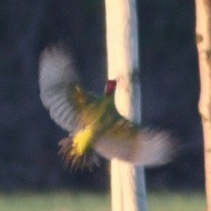 Picchio_verde_San_Giuliano_parco_26_11_2008_9381sf_.jpg